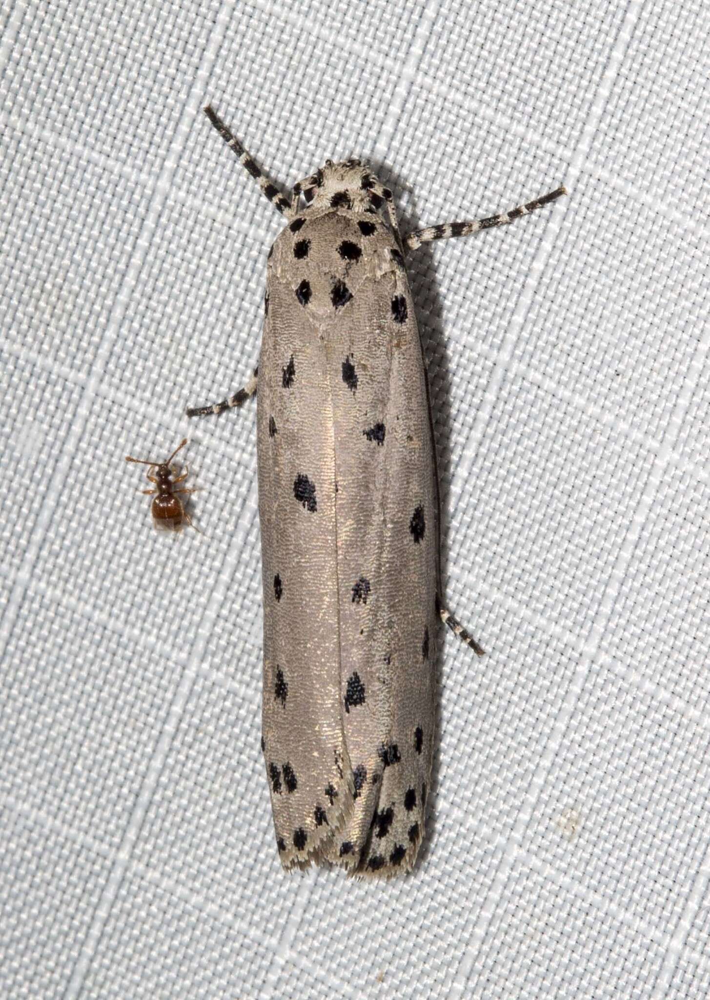 Image of Ethmia praeclara Meyrick 1910