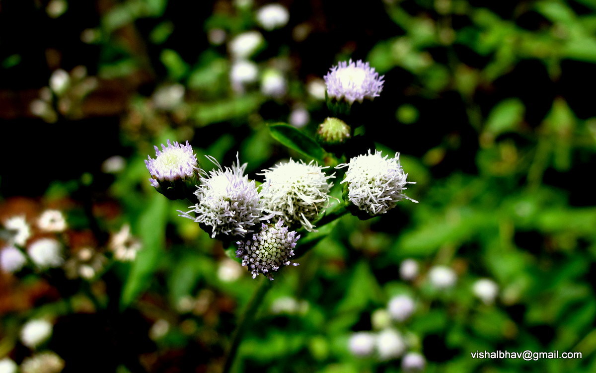 Ageratum conyzoides (rights holder: Vishal Bhave)