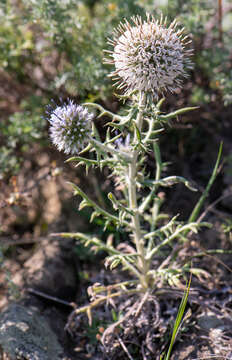 Image of Echinops humilis M. Bieb.