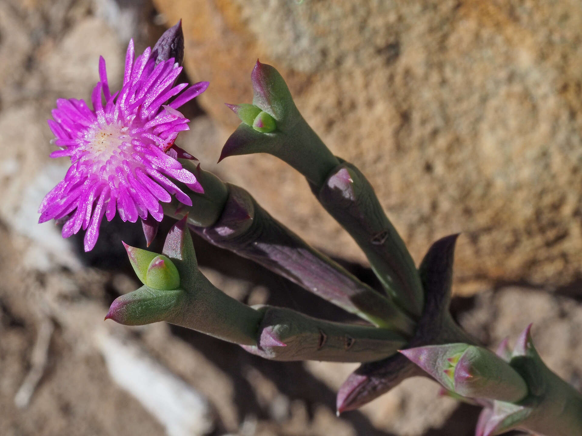 Sivun Smicrostigma viride (Haw.) N. E. Br. kuva