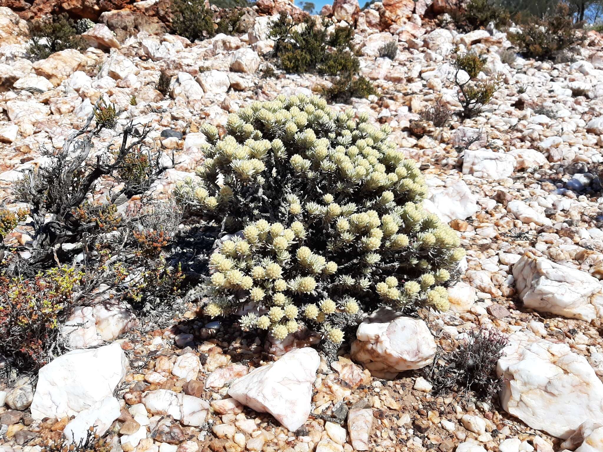 Ptilotus helichrysoides (F. Müll.) F. Müll.的圖片