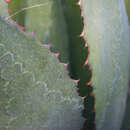 Agave maximiliana var. katharinae (A. Berger) Gentry resmi