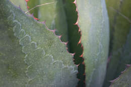 Слика од Agave maximiliana var. katharinae (A. Berger) Gentry