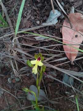 Imagem de Cynorkis flexuosa Lindl.