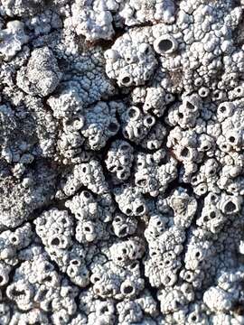 Image of crater lichen