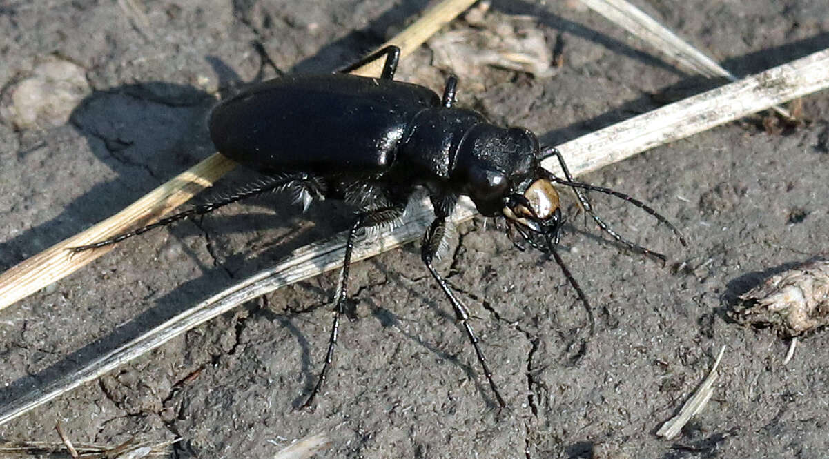 Image of Black-bellied tiger beetle