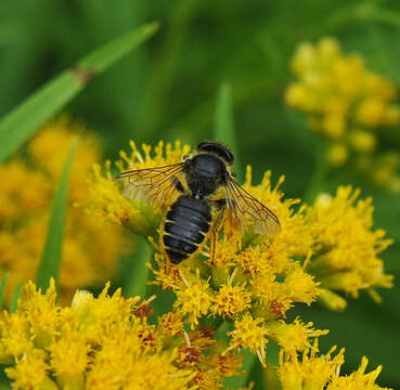 Image of Leafcutter bee