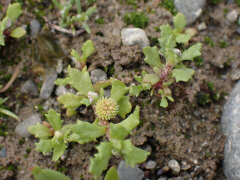 Plancia ëd Centipeda aotearoana N. G. Walsh