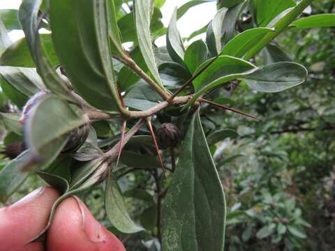 Image of Barnadesia spinosa L. fil.