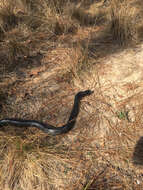 Image of Eastern Indigo Snake