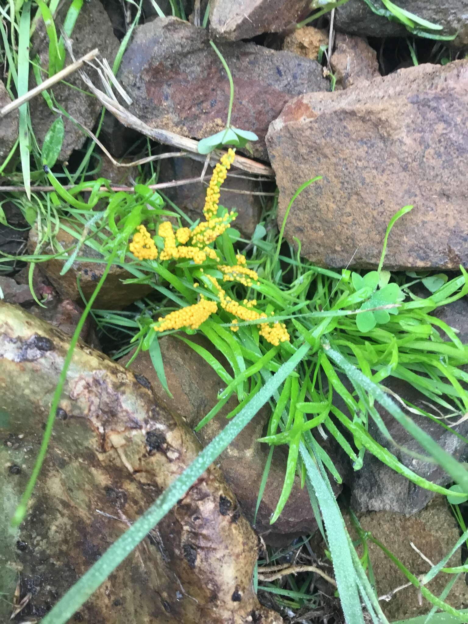 Image of Egg-shell Slime Mould