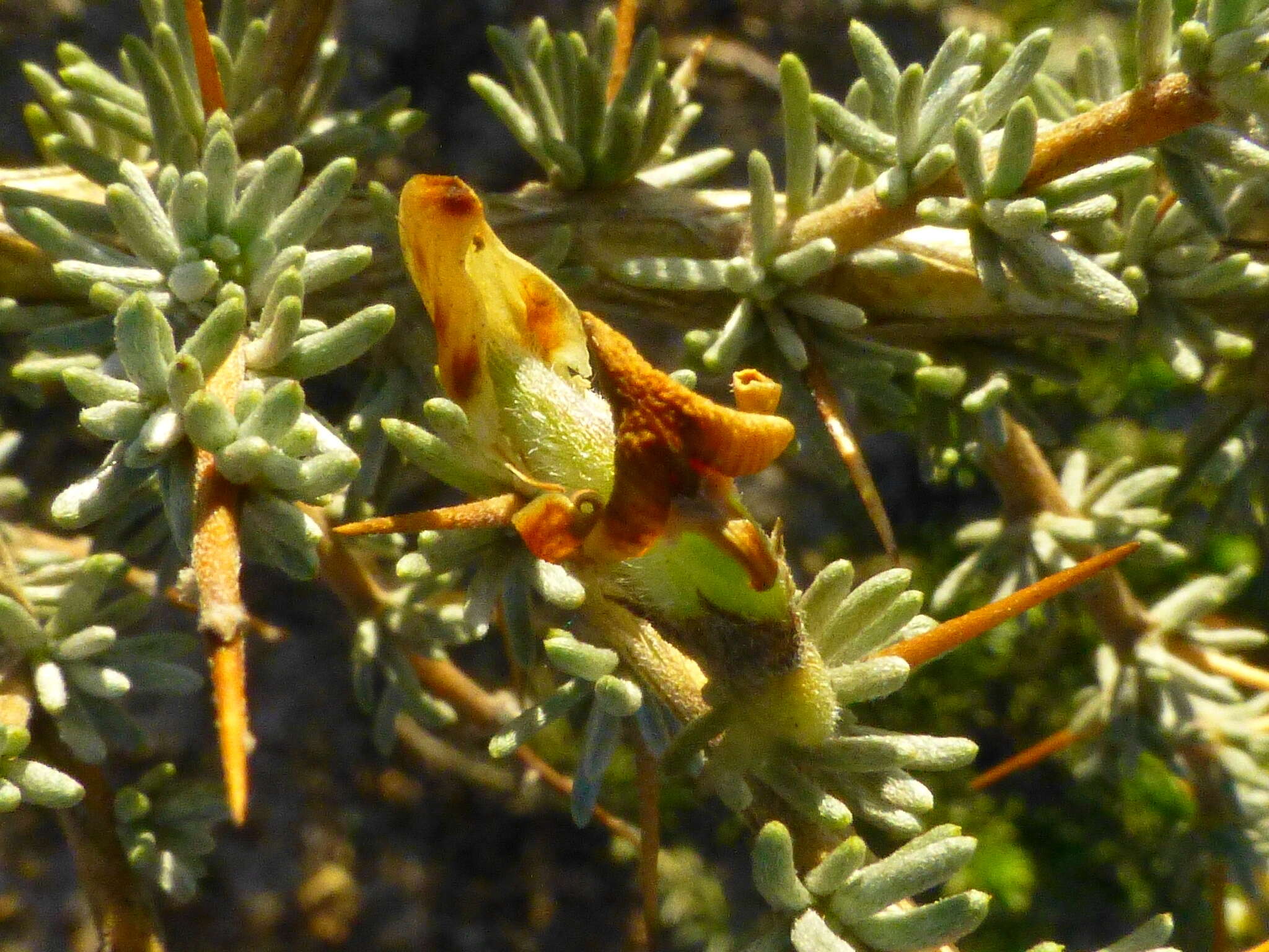 Plancia ëd Aspalathus acanthophylla Eckl. & Zeyh.