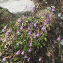 Image of Soldanella alpicola F. K. Meyer