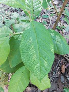 Image of Styrax magnus Lundell