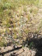 Plancia ëd Oedera rotundifolia (Less.) N. G. Bergh