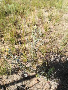 Plancia ëd Oedera rotundifolia (Less.) N. G. Bergh