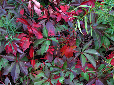 Image of <i>Parthenocissus vitacea</i>