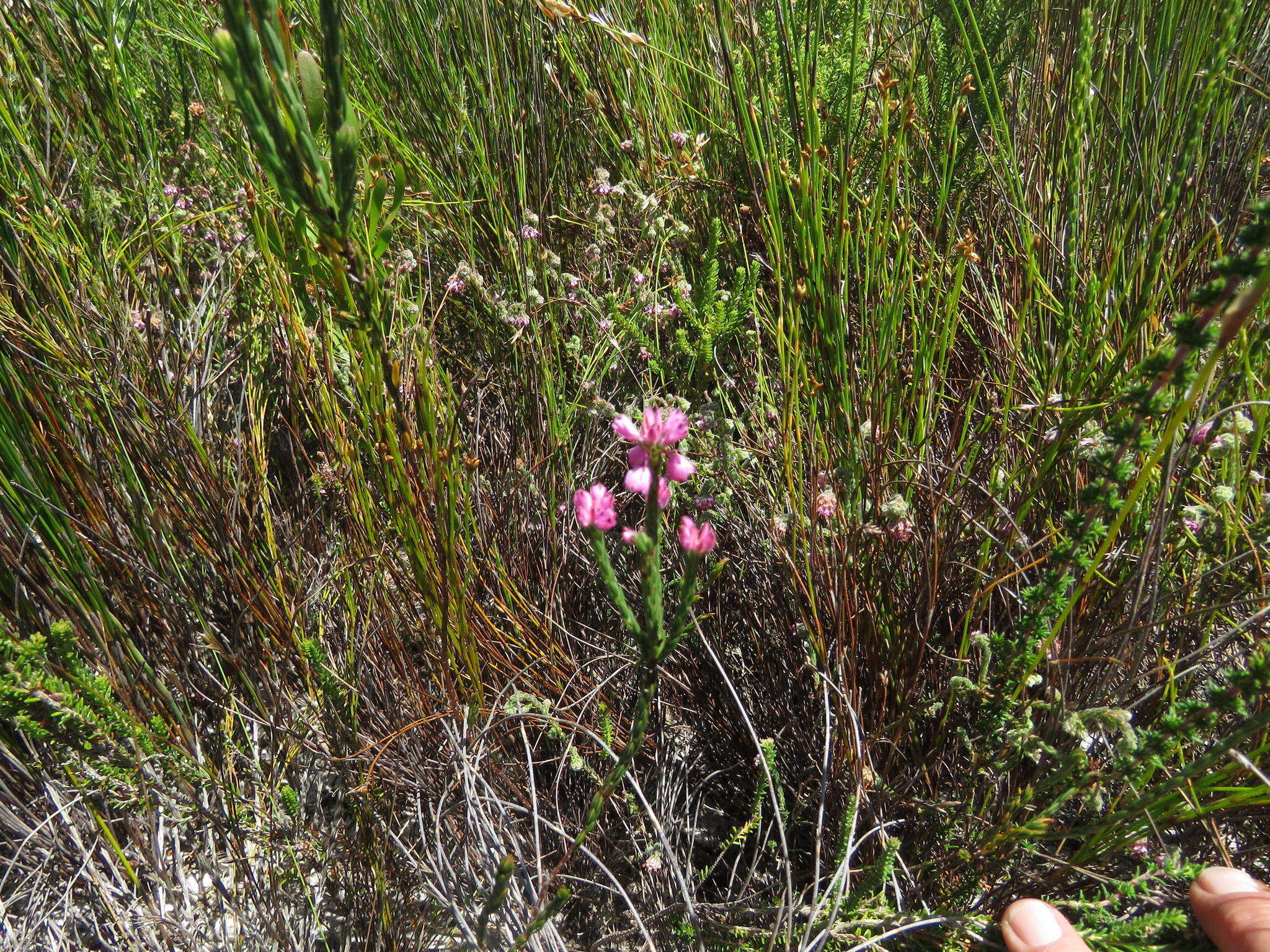 Image of Erica corifolia var. corifolia