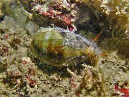 Image of mistaken cowrie