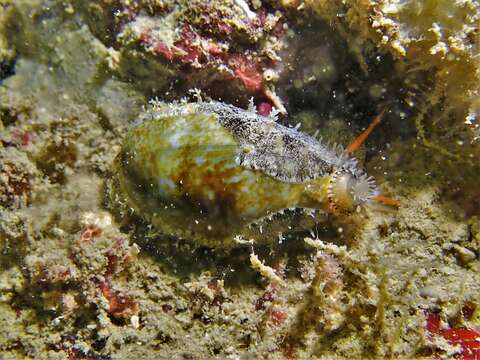 Image of mistaken cowrie