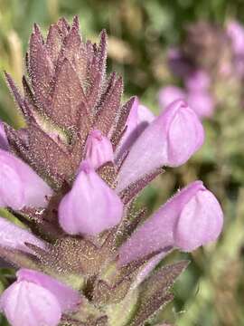 Image of rosy owl's-clover