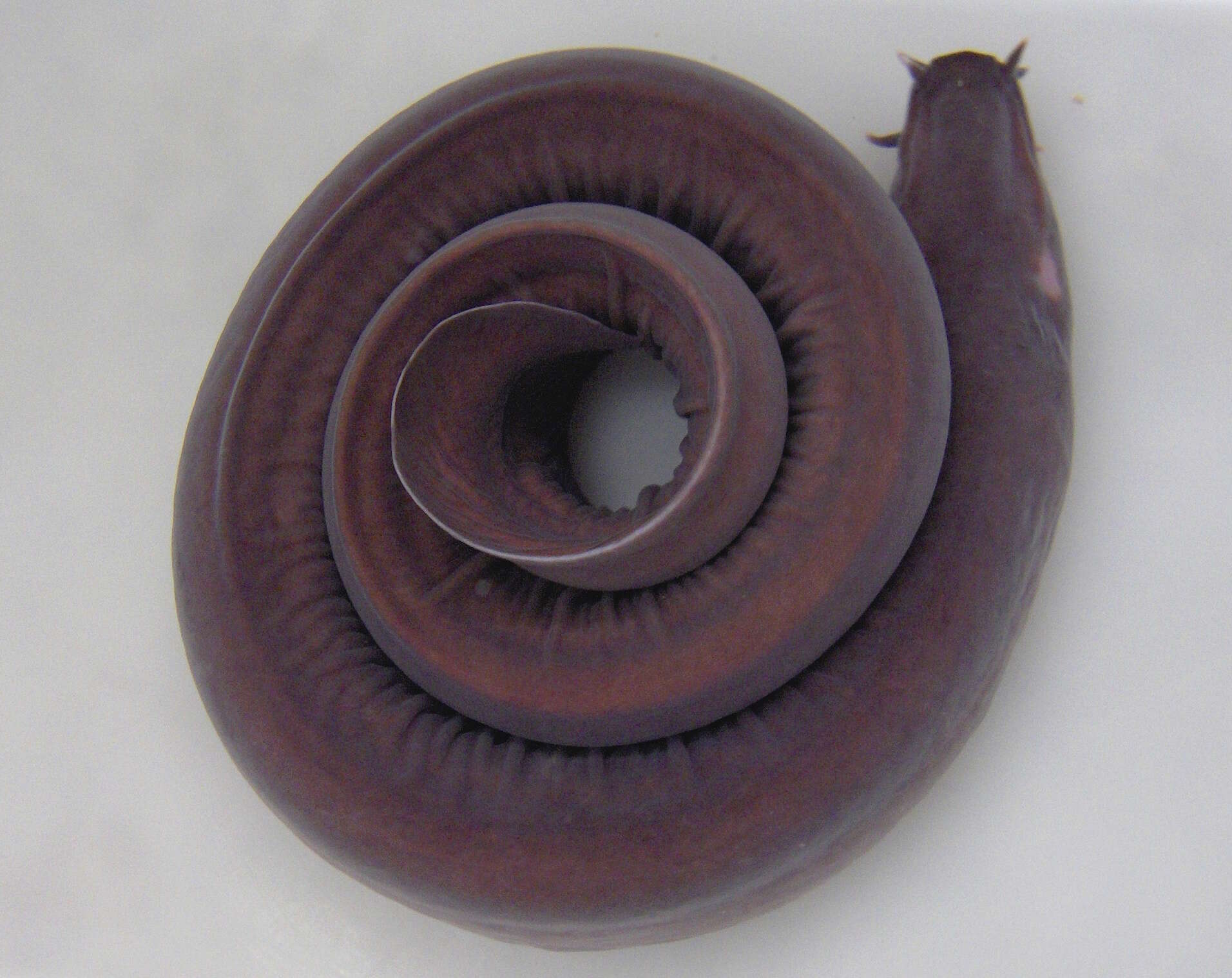 Image of California Hagfish