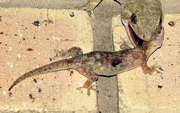 Image of Wahlberg's Velvet Gecko