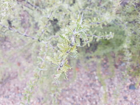 Imagem de Plectrocarpa tetracantha Gill.