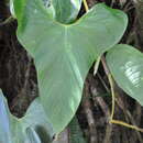 Image of Anthurium hutchisonii Croat