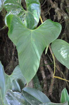 Image of Anthurium hutchisonii Croat