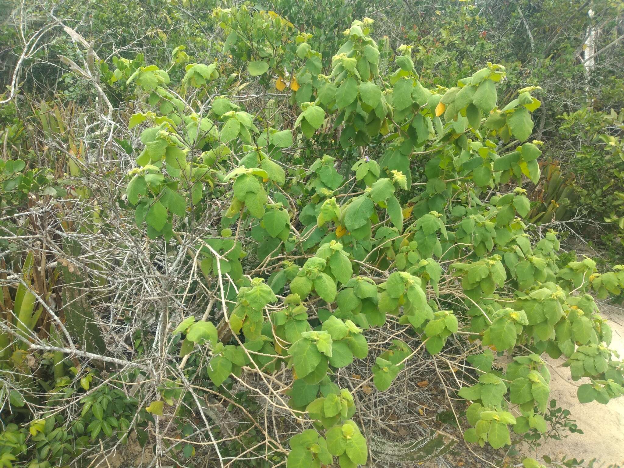 Image of Solanum cordifolium Dun.