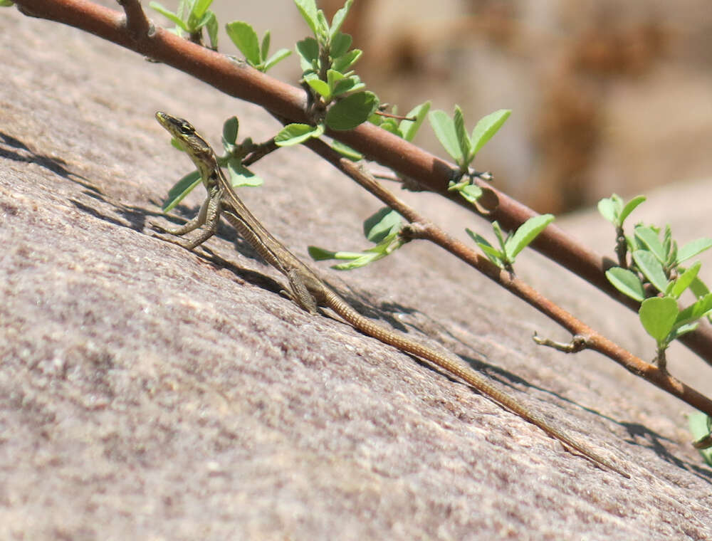 Image of Transvaal Flat Lizard