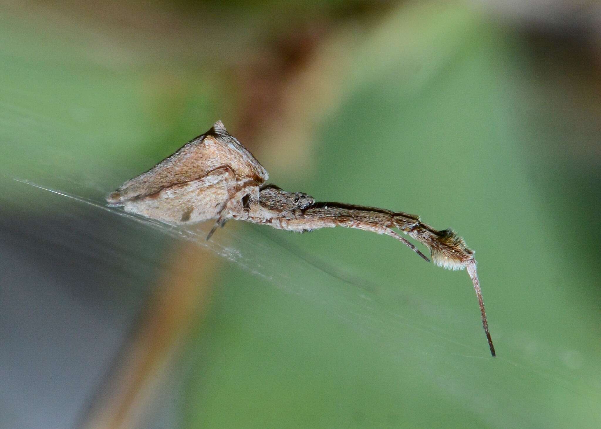 Image of Uloborus glomosus (Walckenaer 1841)