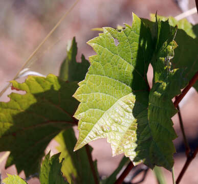 Image of mapleleaf grape