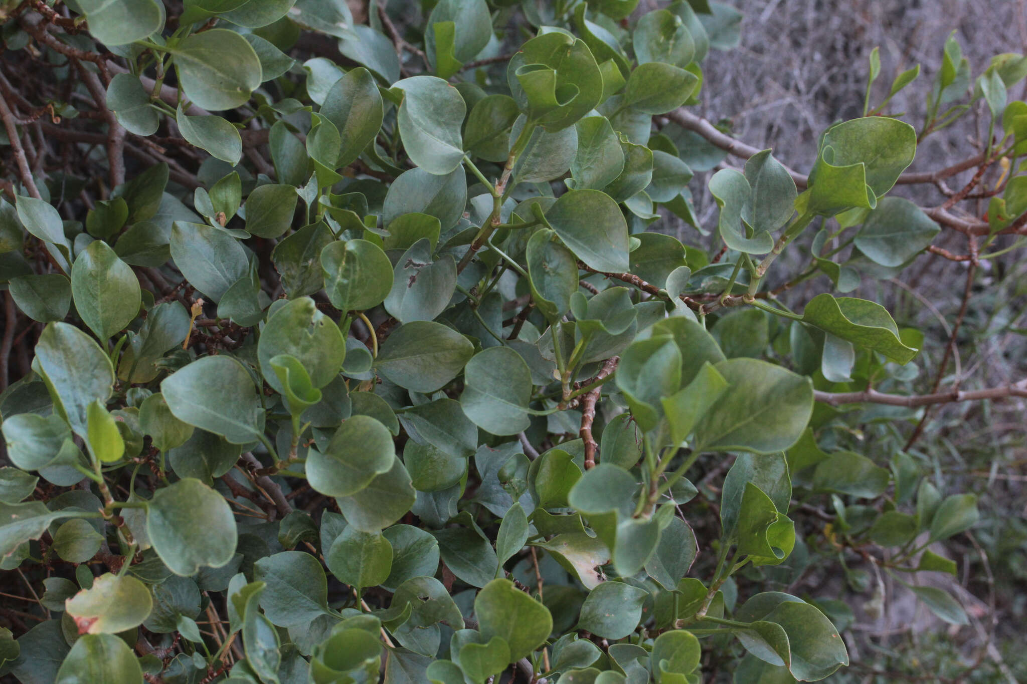 Imagem de Rumex lunaria L.