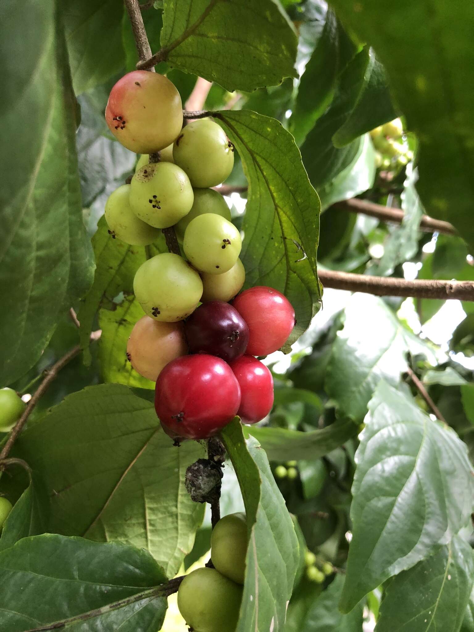 Image of batoko plum