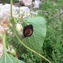 Aristolochia durangensis H. W. Pfeifer的圖片