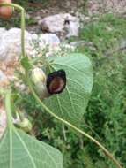 Image of Aristolochia durangensis H. W. Pfeifer