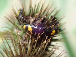 Image of Glischrochilus fasciatus (Olivier 1790)