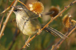 Image of Hill Prinia