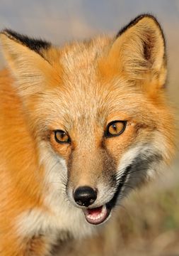 Image of Black Fox