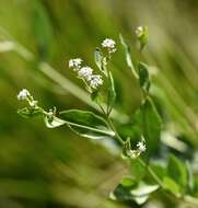 Image of broadleaved pepperweed