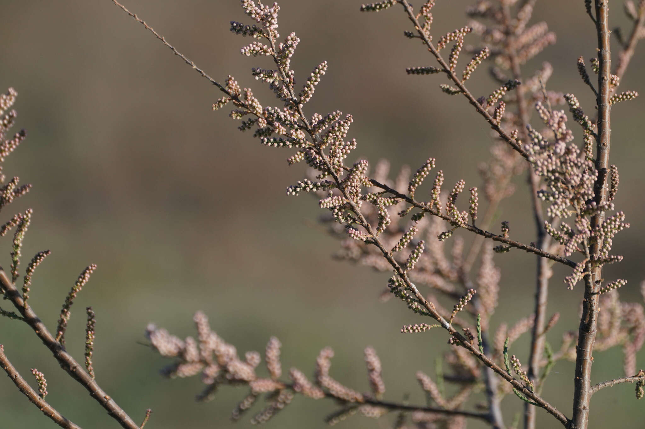 Image de Tamarix dalmatica Baum