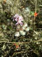 Plancia ëd Acourtia fruticosa (La Llave & Lex.) B. L. Turner