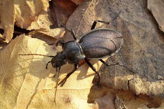 Image of Carabus (Morphocarabus) aeruginosus Fischer von Waldheim 1820