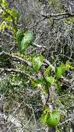 Image of Dioscorea heteropoda Baker