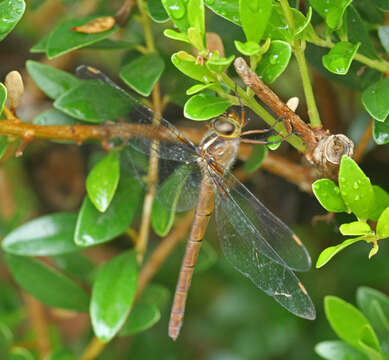 Image of Austrocordulia Tillyard 1909