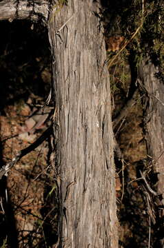 Image of Juniperus blancoi Martínez