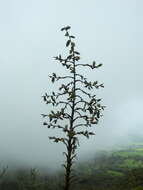 Image de Glomeropitcairnia penduliflora (Griseb.) Mez