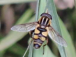 Image of Helophilus fasciatus Walker 1849